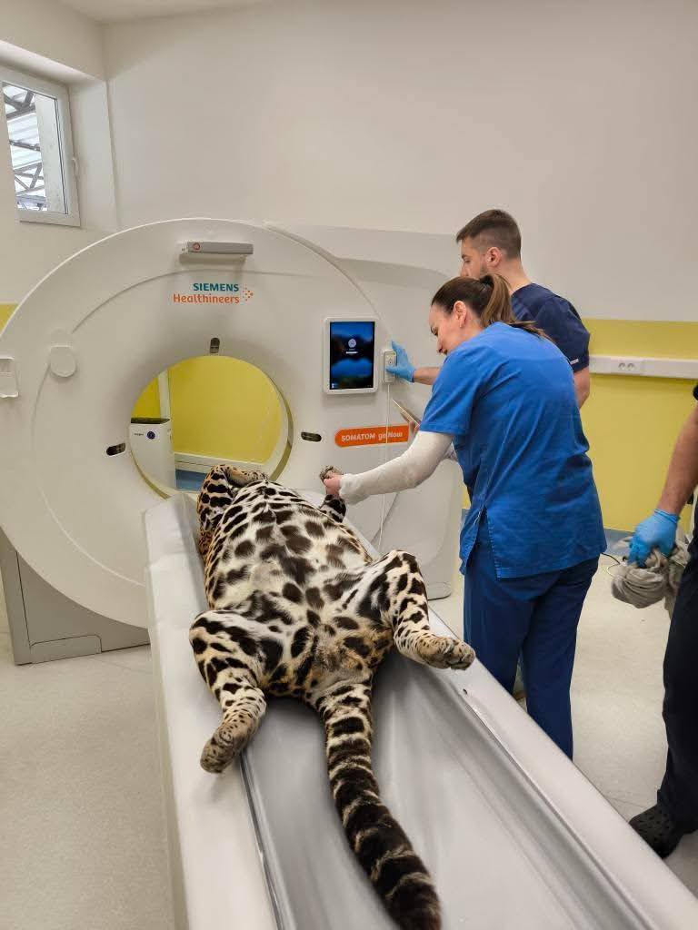 Угина јагуарката Инес во ЗОО Скопје