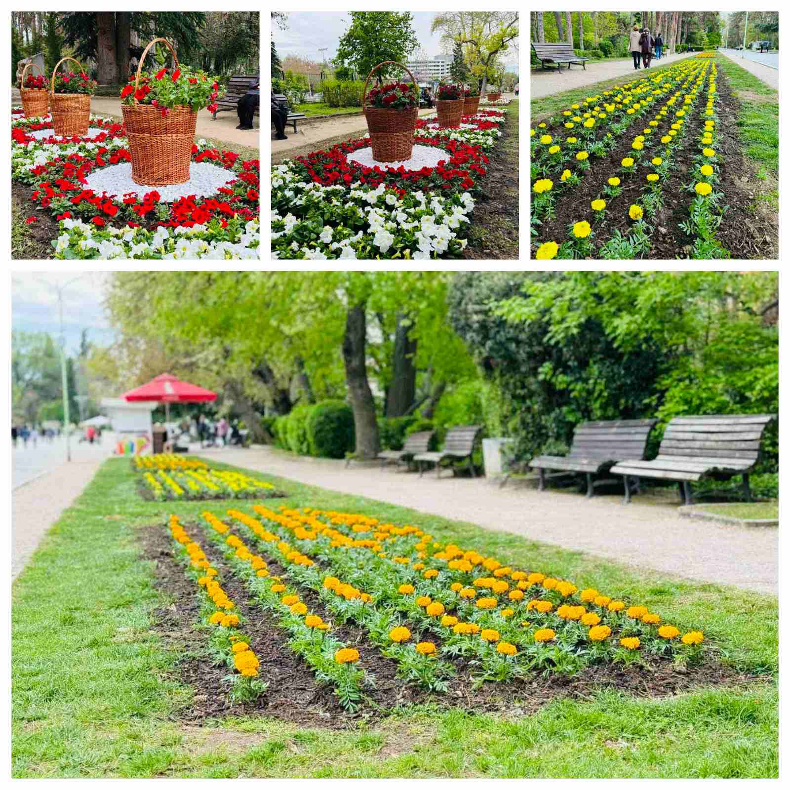 Паркот „Свети Врач“ во Сандански расцути пред Велигден