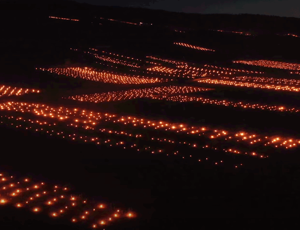 (ВИДЕО) Неверојатни сцени: Како лозарите во Бургундија го спасуваат родот од мраз