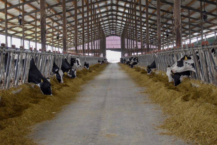 (ВИДЕО) Краварската фарма на ЗК Пелагонија со над 1000 грла – гигант во млекопроизводството по европски стандарди