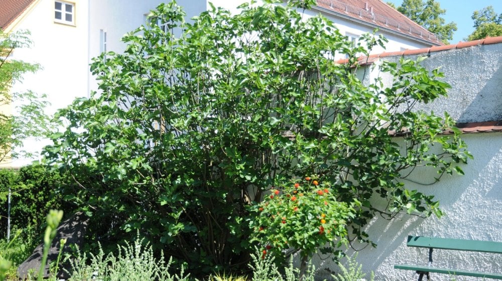 Нашите баби и дедовци никогаш не саделе смоква покрај куќата: Ова е вистинската причина!