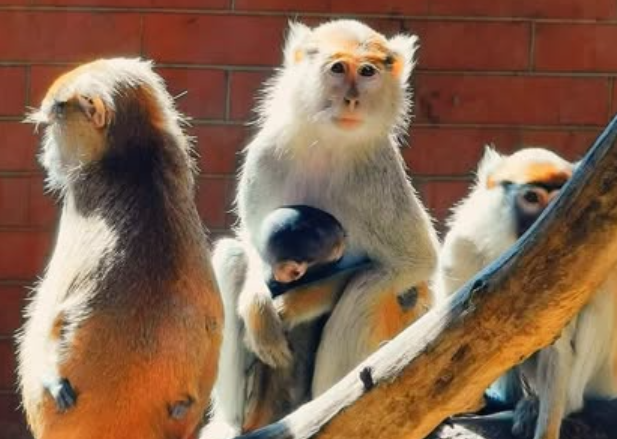 Принова во ЗОО Скопје, се родија три бебиња во фамилијата патаси – најбрзите мајмуни на светот!