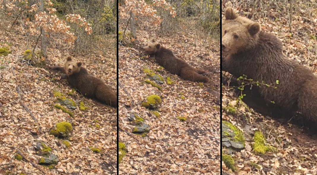 Oслободена заробена мечка во криволовна стапица