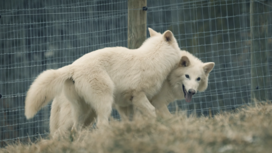 Американските научници „оживеаа” вид на волк кој изумрел пред 12.500 години
