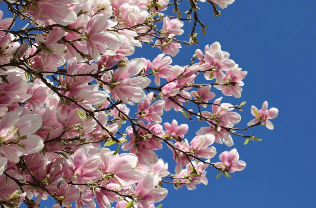 НИ СЕ ВРАЌА ПРОЛЕТТА: Погледнете какви температури не очекуваат во наредниот период