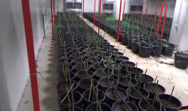 [ВИДЕО] Полицијата изврши претрес во фабрика за канабис, приведен сопственикот и еден вработен