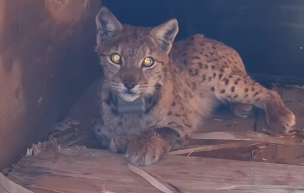 [ВИДЕО] Македонското еколошко друштво лоцираше уште еден балкански рис: Рисицата Зора е млада и здрава женка