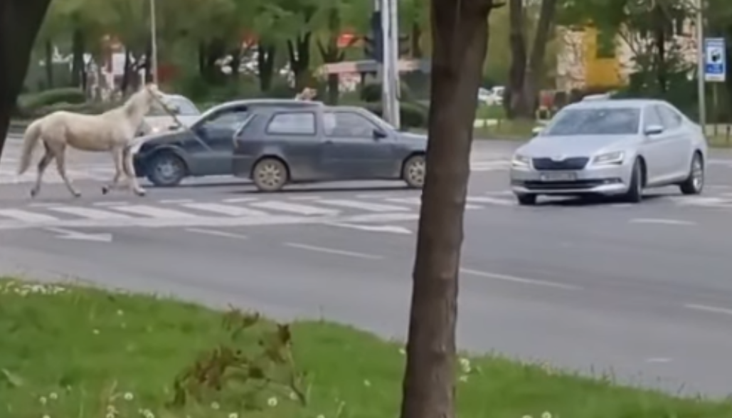 Вознемирувачка сцена: Автомобил влечеше коњ со јаже низ Скопје [ВИДЕО]