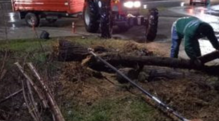 ЦУК: Паднато дрво оштети три автомобили и скина кабли од бандерите