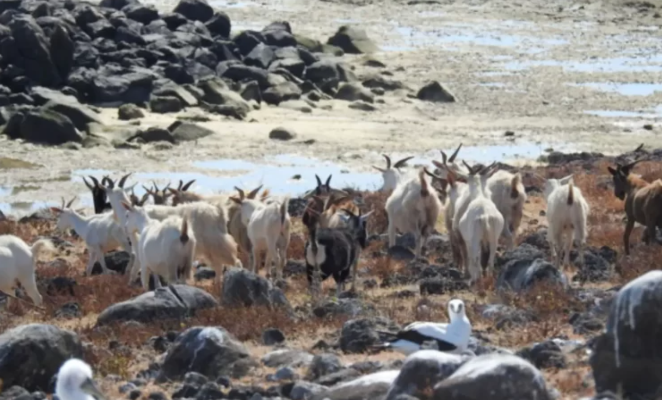 Мистерија долга 250 години: Кози преживеале на изолиран остров без капка вода