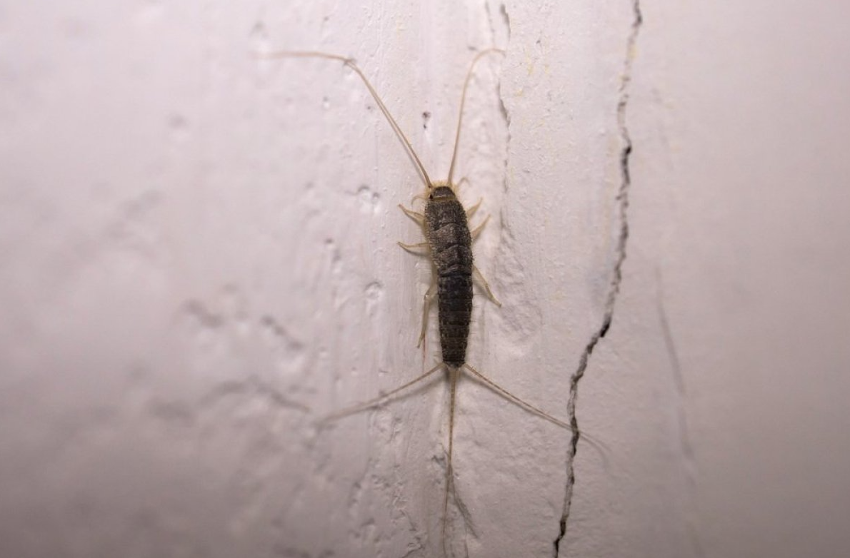 Доколку го видите овој инсект во вашиот дом – веднаш преземете итни мерки, еве како најлесно да се ослободите од нив