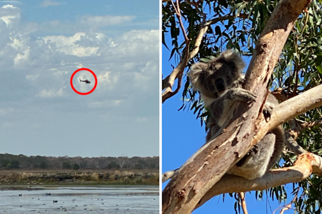[ФОТО] Снајперисти од хеликоптер убиваат коали во Австралија, досега убиени над 700 единки