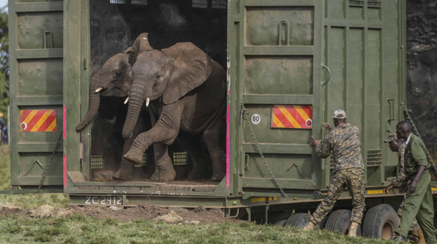 Конечно на слобода: После 30 години во зоолошка, африканската слоница пристигна во бразилската прашума, нејзиниот нов дом