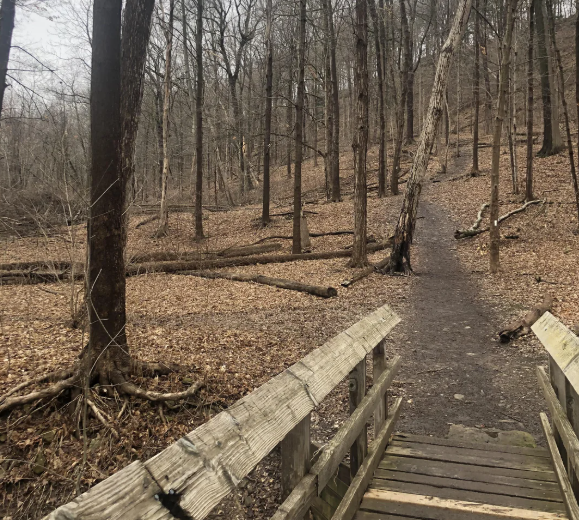 99% од луѓето не можат да го пронајдат кучето на фотографијата: Доколку го забележите, имате совршен вид [ФОТО]