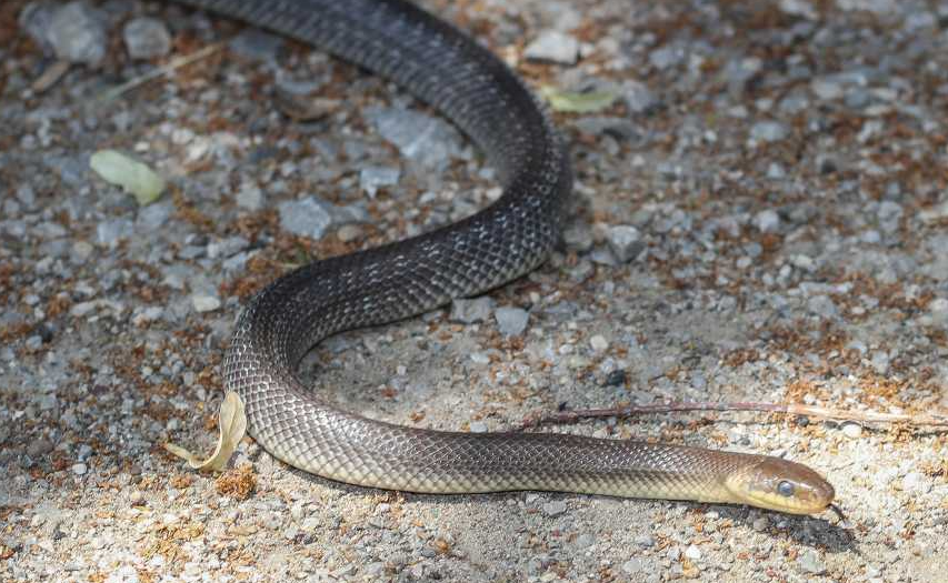 Старите најдобро знаеле: Ставете го само ова во вашиот двор и никогаш нема да видите змија!