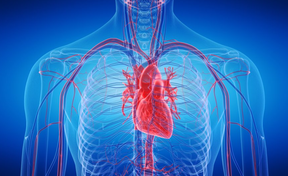 Рецепт за долг живот: Оваа супер намирница го намалува холестеролот и го зајакнува срцето – консумирајте ја што почесто