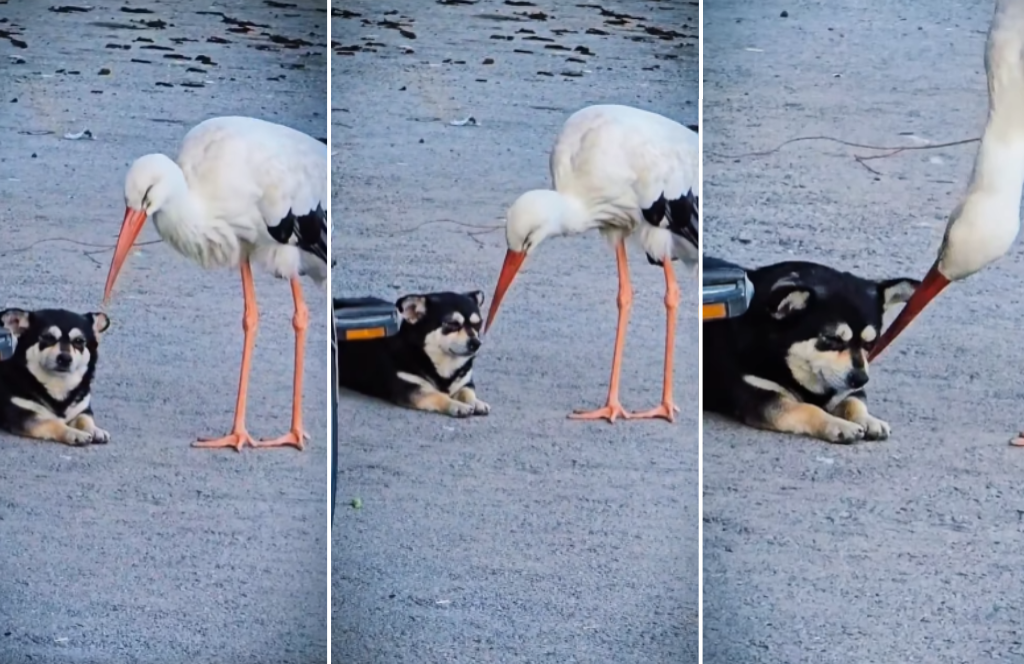 Необично пријателство во Гевгелија: Штркот Мишко е маалско милениче, а неговиот најдобар другар е кучето Мицка