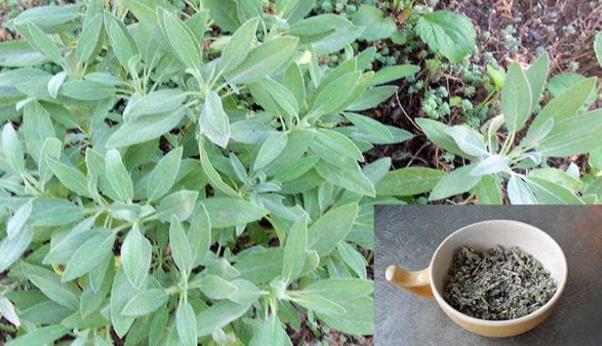 Најмоќниот природен антибиотик: Се што треба да знаете за жалфијата, нашите баби и дедовци лечеле неколку тегоби со ова растение