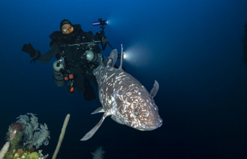 Кога сите мислеа дека е изумрена, научниците снимија жив примерок од рибата диносаурус [ВИДЕО]