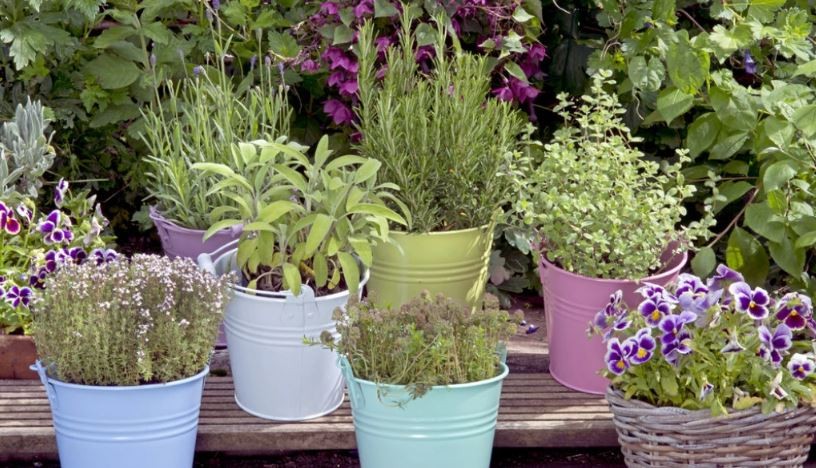 Секоја куќа треба да го има ова растение: Се верува дека носи среќа и здравје