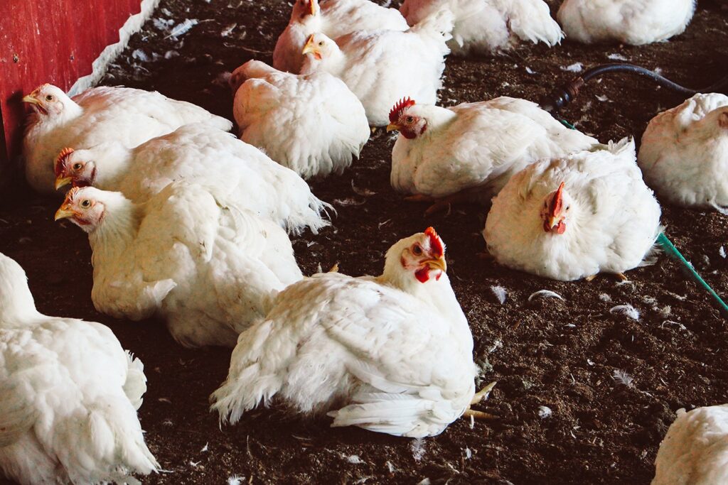 Епидемија на птичји грип во Бразил