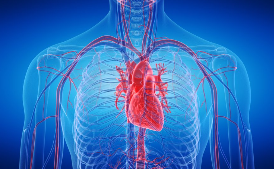 Омилениот зеленчук на нашите баби и дедовци го чува срцето и го намалува ризикот од срцеви заболувања