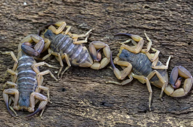 Скорпиите стануваат сериозна закана во бразилските градови: Бројот на убоди зголемен за 250%