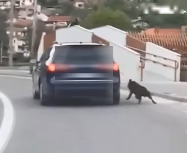 [ВИДЕО] Куче влечено со автомобил во Крива Паланка, кривична пријава против 23-годишник