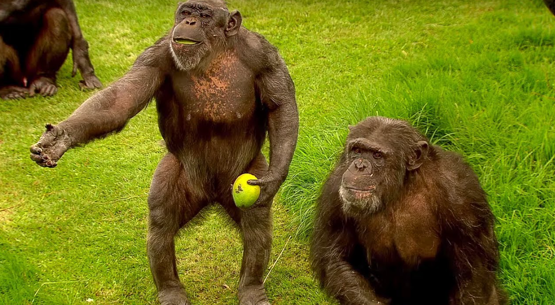 Научиле да “зборуваат”? Шимпанзите развиле сложен систем за комуникација