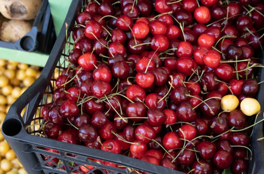 Неколку причини зошто секој ден треба да јадете цреши: Природен аналгетик, го штитат срцето и го подобруваат варењето