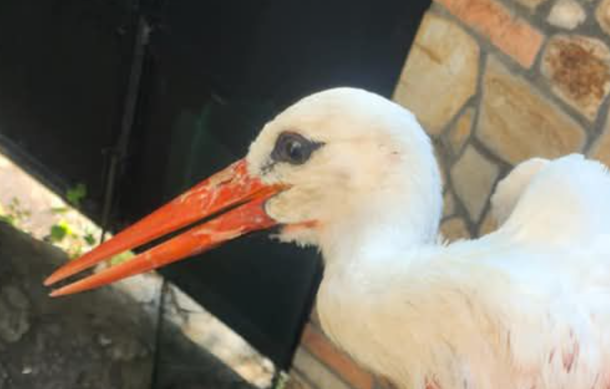 Свирепо малтретирање на штрк во Гевгелија, Анима Мунди бара итна инстиуционална реакција