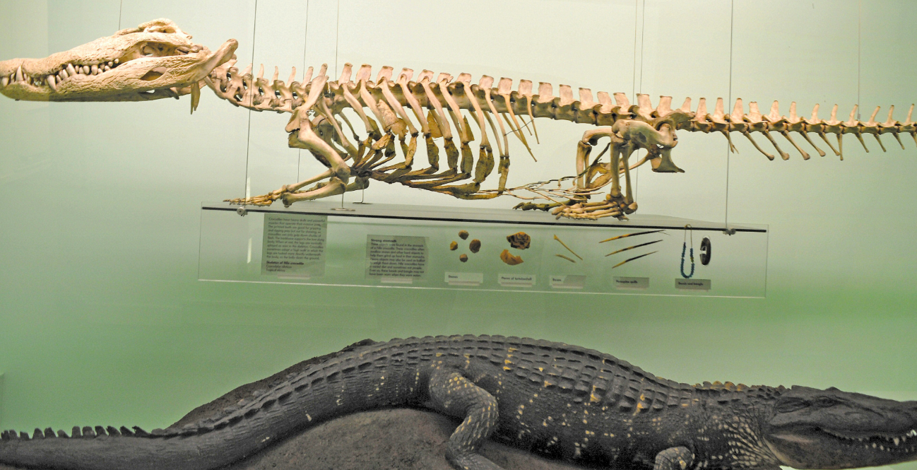 Во Полска откриен фосил на крокодил стар 17 милиони години