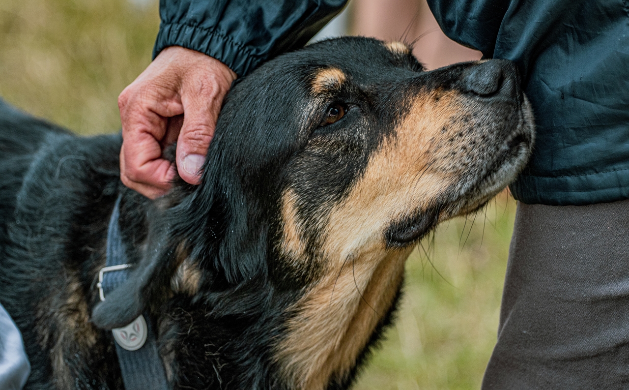 Во присуство на лоша личност секое куче прави една работа: Добро запомнете ја оваа реакција