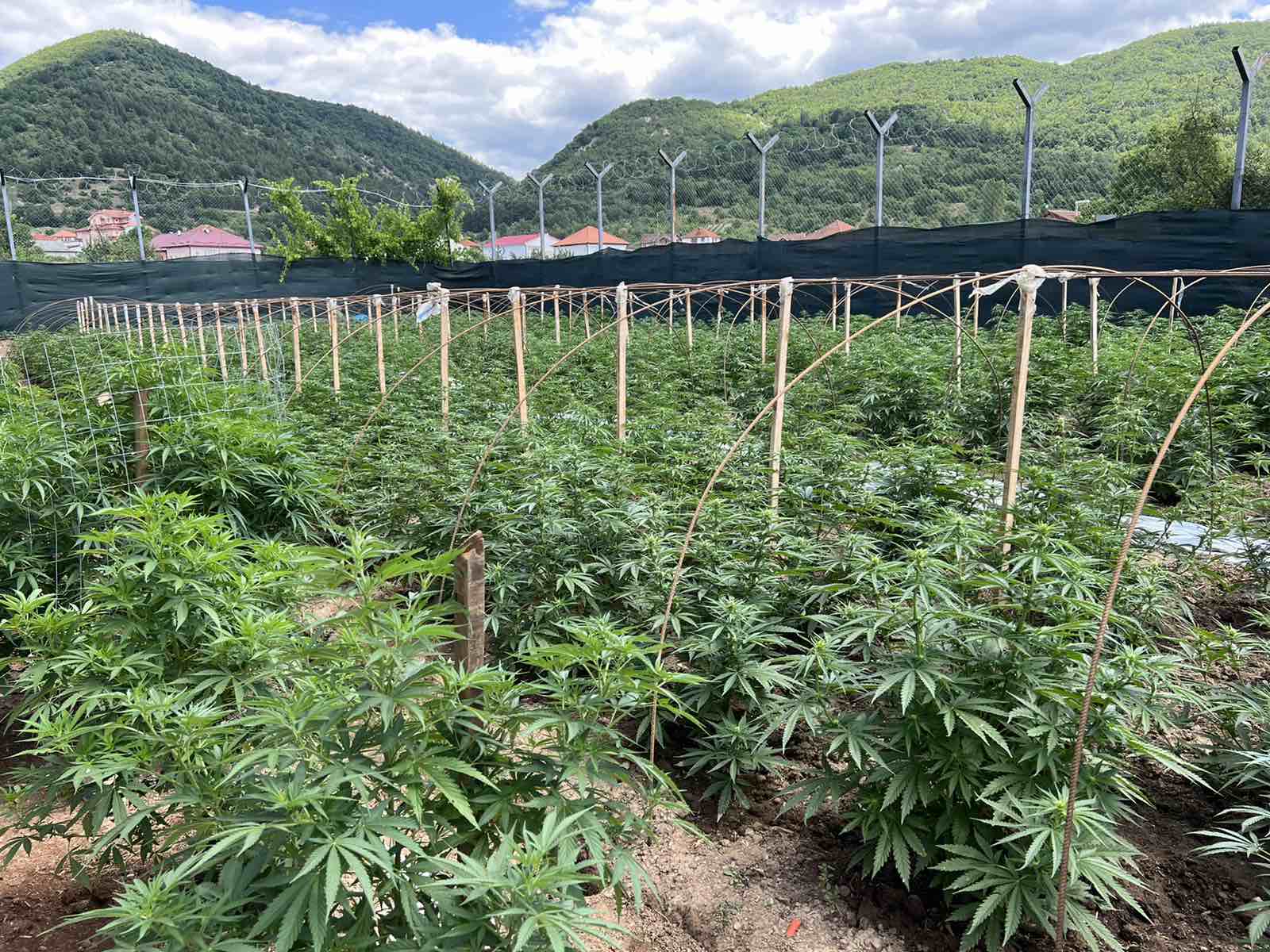 Кривична пријава против правно лице и неговиот управител, постапиле спротивно на Законот за контрола на опојни дроги и психотропни супстанци