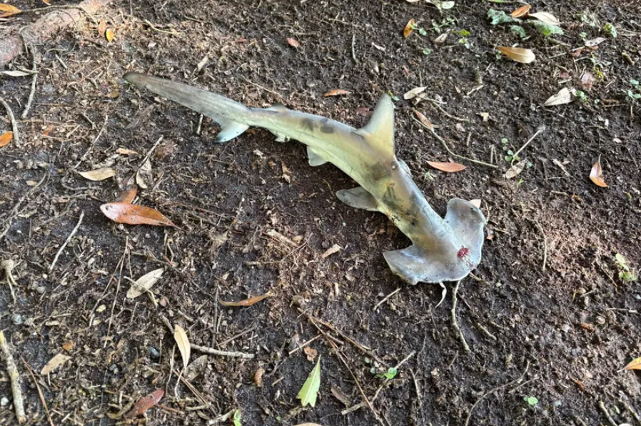 [ФОТО] Ајкула паднала од небо: Необична сцена во Јужна Каролина ги остави минувачите збунети