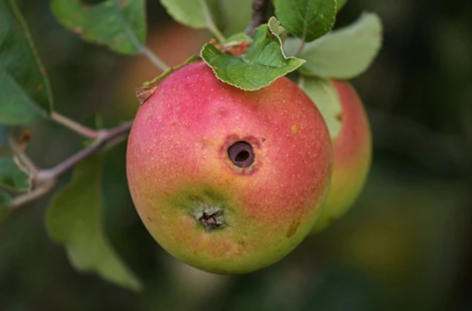 Еве дали е безбедно да се јаде овошје во кое сте пронашле црвчиња