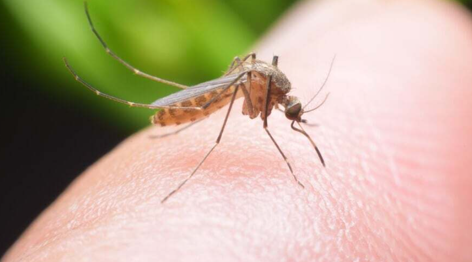 Едноставни трикови со кои засекогаш ќе ги избркате комарците: Заборавете на скапи средства!