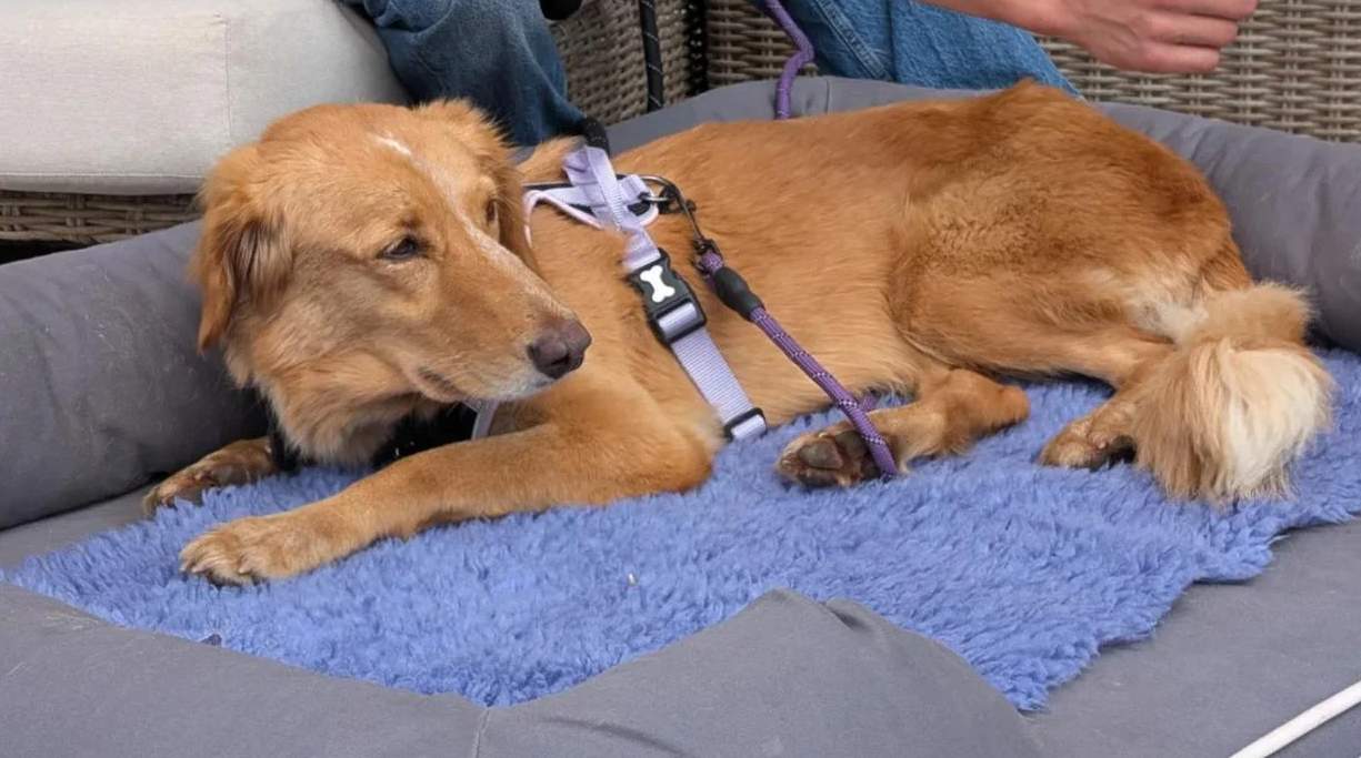 Куче поминало 160 километри за да го пронајде своето семејство – неверојатна приказна го обиколи светот