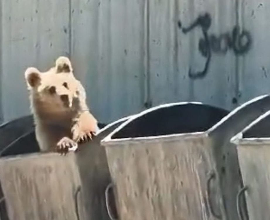 (Видео) Мечка бара храна во контејнери во општина Маврово и Ростуше