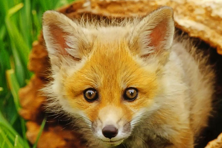 Лисиците не напаѓаат луѓе: Апел од Анима мунди да не се крева паника доколку се види лисица во град