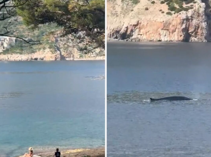 Редок гостин кај Дубровник: Забележан кит во близина на островот Локрум