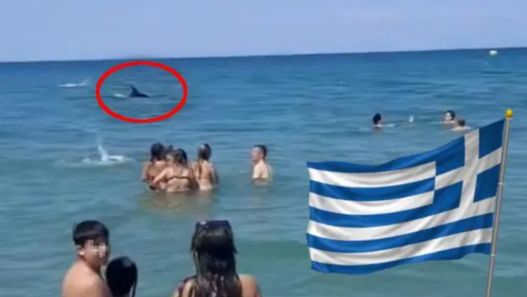 [ВИДЕО] ПАНИКА НА ПЛАЖА ВО ГРЦИЈА: Снимен морски “ѕвер” во близина на капачите, видеото на крај ја откри целата вистина!