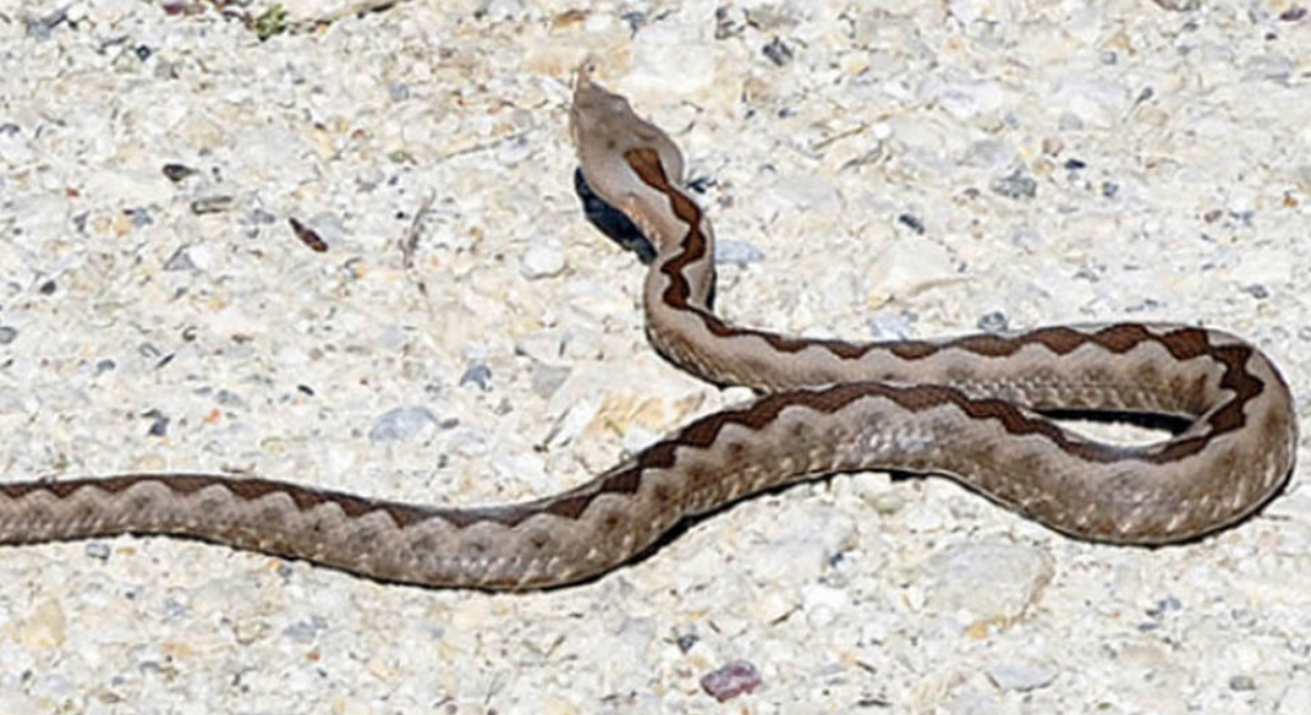 Жена од Словенија почина откако ја каснал поскок – прв забележан случај по повеќе од три децении