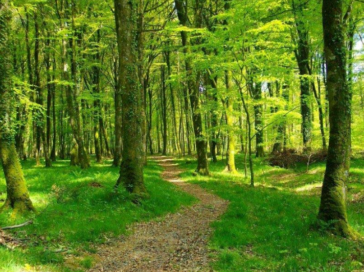 Од 1 јули до 31 август – целосна забрана за движење во шума