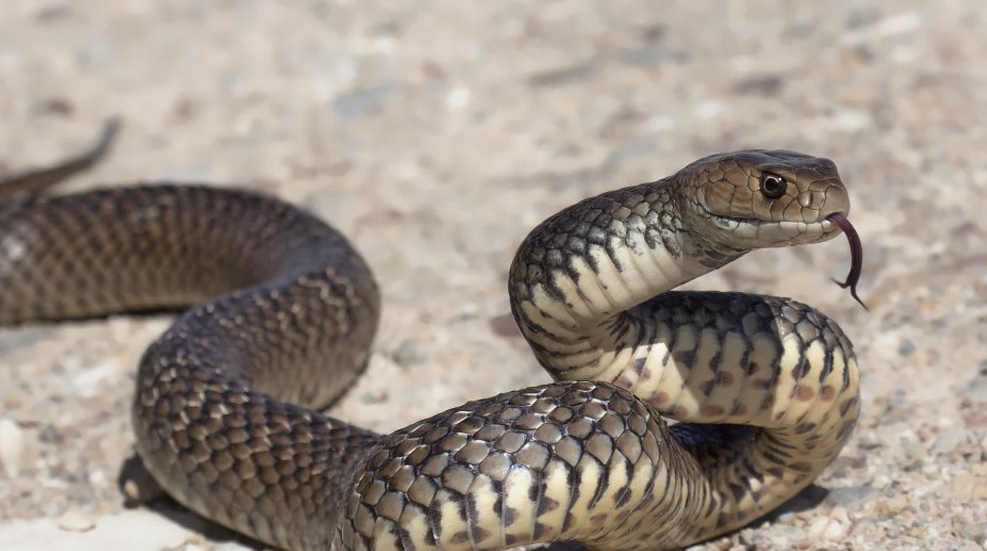 Експертите предупредуваат: Никогаш не го правете ова ако здогледате змија – ова е најголемата грешка