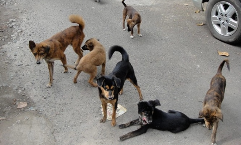 Трагедија го потресе Балканот: Жена почина откако била нападната од глутница кучиња