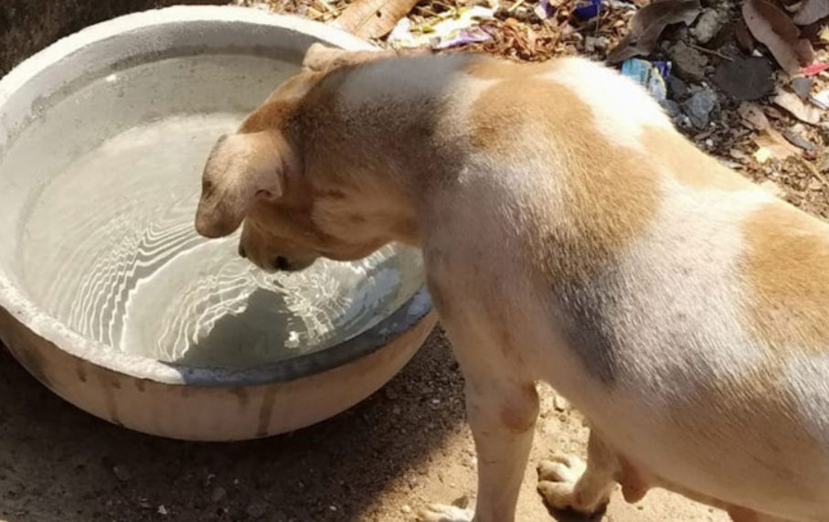 Апел до граѓаните: Оставете вода за уличните животни во периодот на високи температури