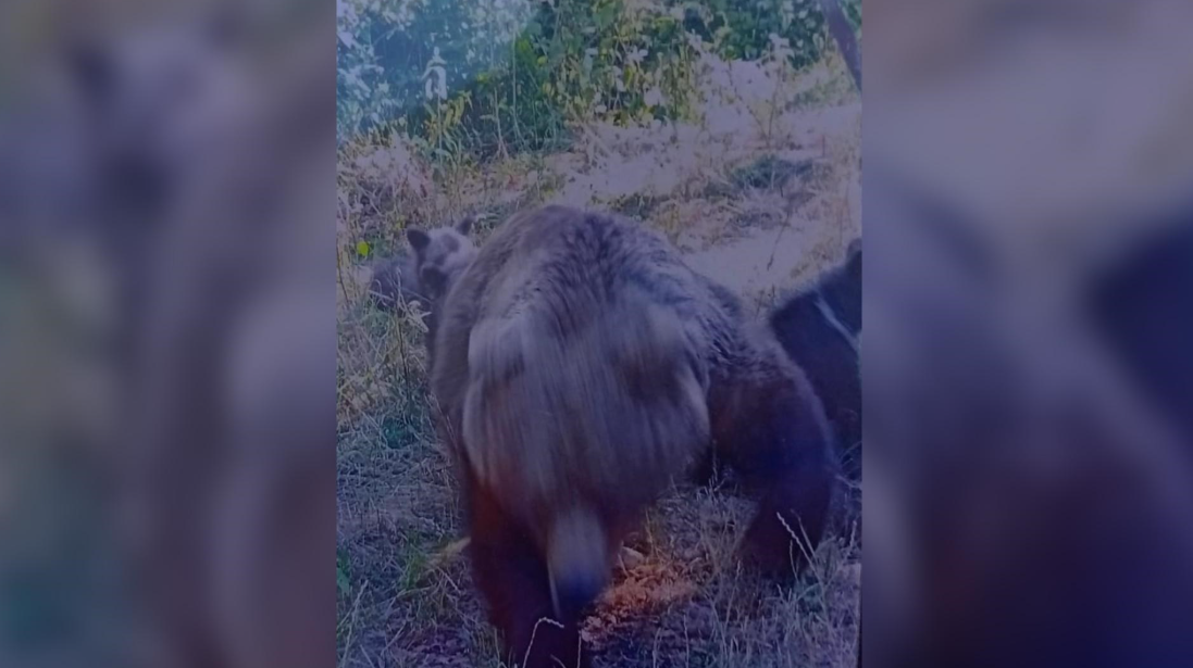 Ова се последните фотографии кои ги направил туристот кој беше убиен од мечка [ФОТО]