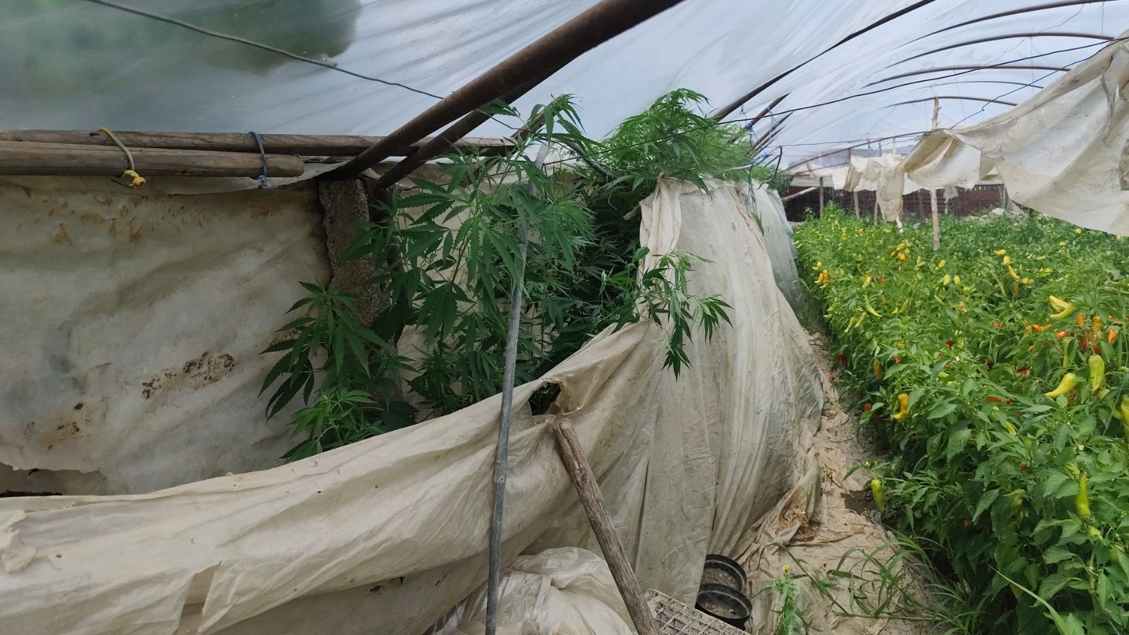 Претрес во Стојаково, пронајдена дрога, кривична пријава и притвор за едно лице