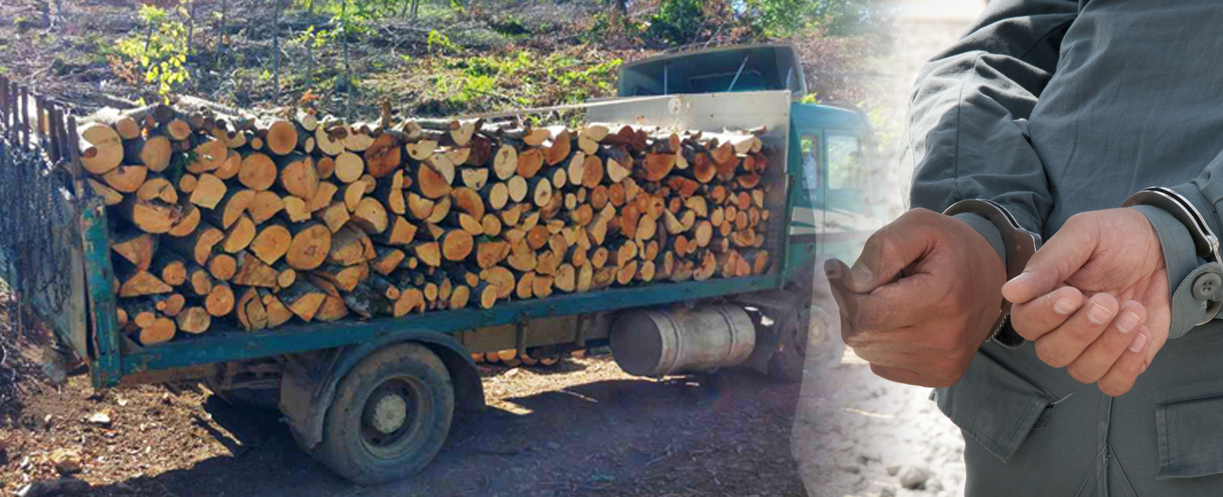 Кривична пријава против вработен во ЈП „Национални шуми“, издавал испратници без претходно издадени одобренија за сеча и го оштетил претпријатието за повеќе од 500.000 денари